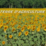 Tournesols