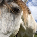 Gardiennage de chevaux au gîte équestre d'En Lanet (Tarn)