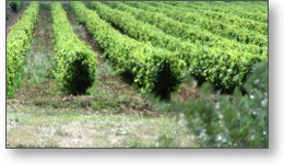 Interviews dans les vignes du domaine Barsalou