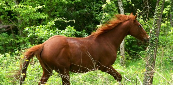 Site web de randonnées à cheval