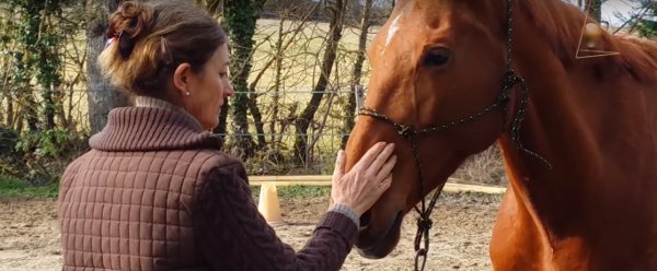 Reportage vidéo sur l'éthologie du cheval