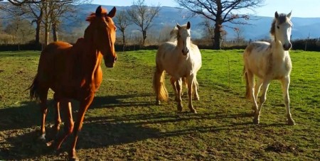 Vidéo reportage sur le gîte équestre le Relais d'En Lanet