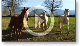 Vidéo reportage sur une nouvelle jument au gîte équestre Le Relais d'En Lanet