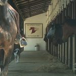 Tournage vidéo au centre équestre à Vigoulet Auzil