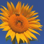 Tournesol