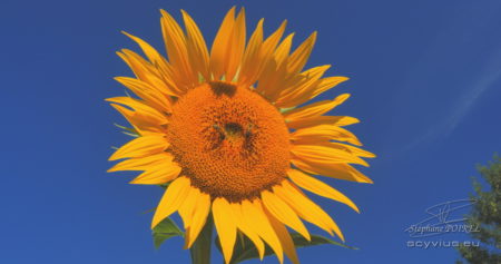 Tournesol